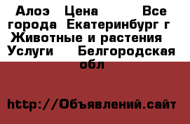 Алоэ › Цена ­ 150 - Все города, Екатеринбург г. Животные и растения » Услуги   . Белгородская обл.